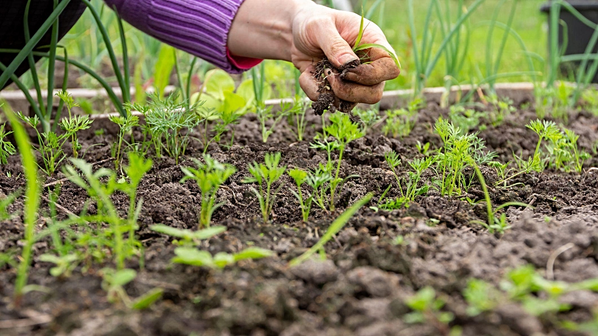 Doğal materyallerle temas ciltteki mikrop çeşitliliğini artırıyor