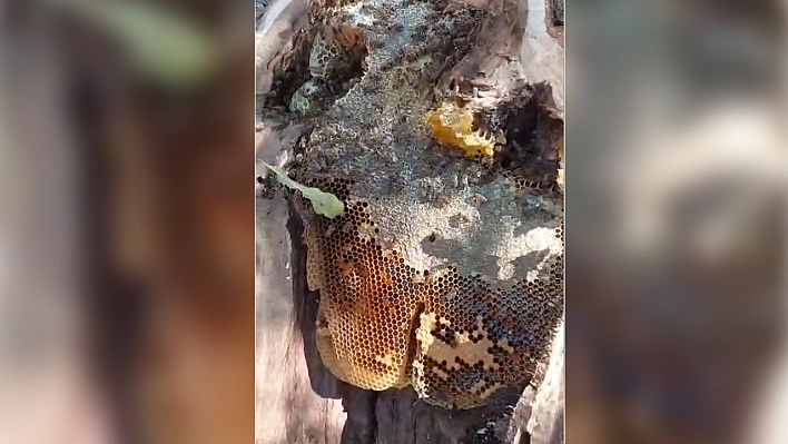Elazığ'da meşe ağacı kovuğundan 13 kilo doğal bal çıkarıldı