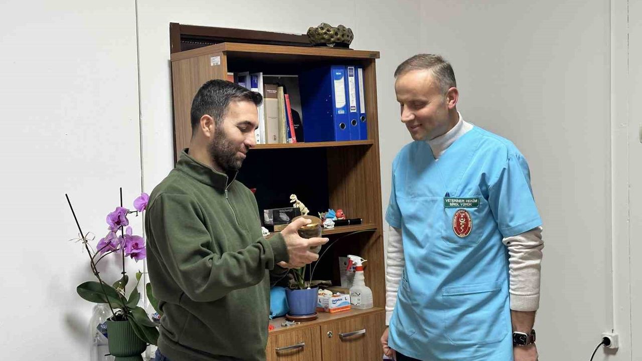 Kastamonu'da ineğin yemek borusundan çıkarılan armut ders konusu olacak