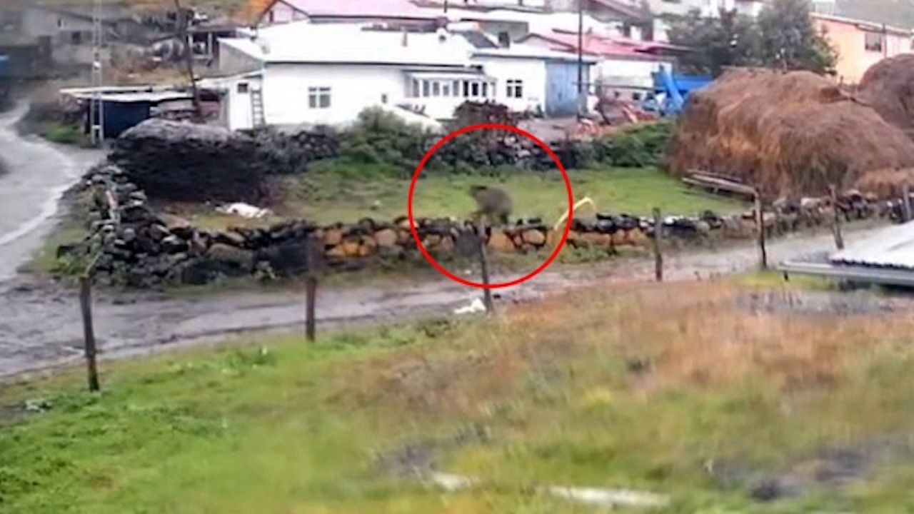 Ardahan'ın Ölçek köyünde yerleşim yerine inen bozayı tedirginlik yarattı