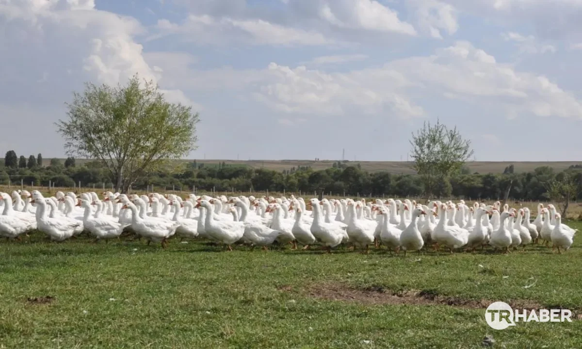 Kars'ta kaz yetiştiricileri kesim öncesi besi dönemine başladı