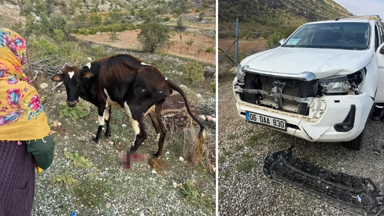 Gercüş'te pikap ile büyükbaş hayvanın çarpışması sonucu inek yaralandı