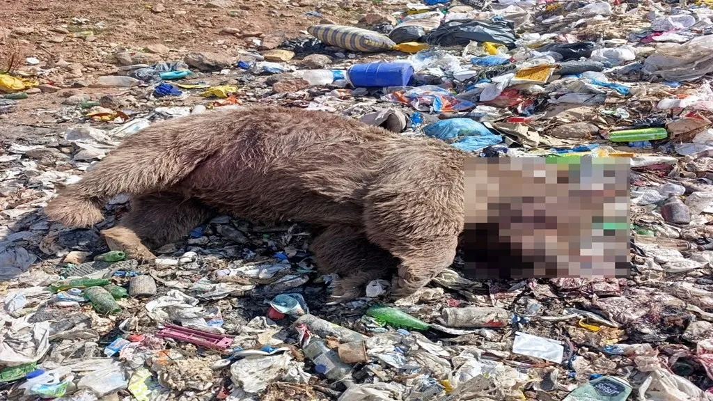 Bingöl'ün Kiğı ilçesinde 3 bozayı ölü bulundu