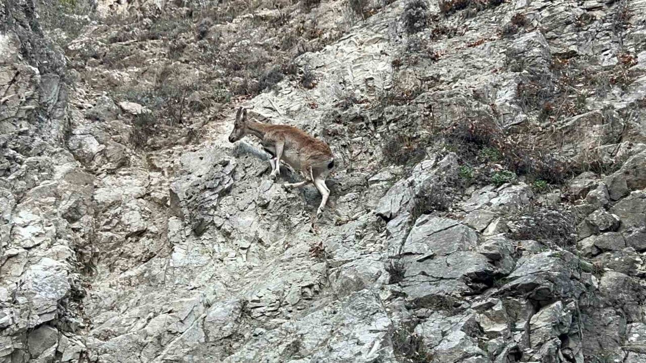 Tunceli'de nesli tükenme tehlikesi altındaki dağ keçisi görüntülendi