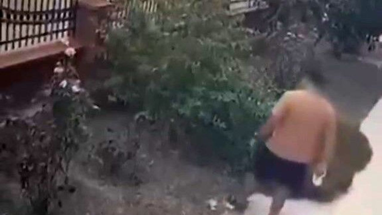 İzmir'de bir şahıs yavrularıyla bekleyen anne kediye tekme attı