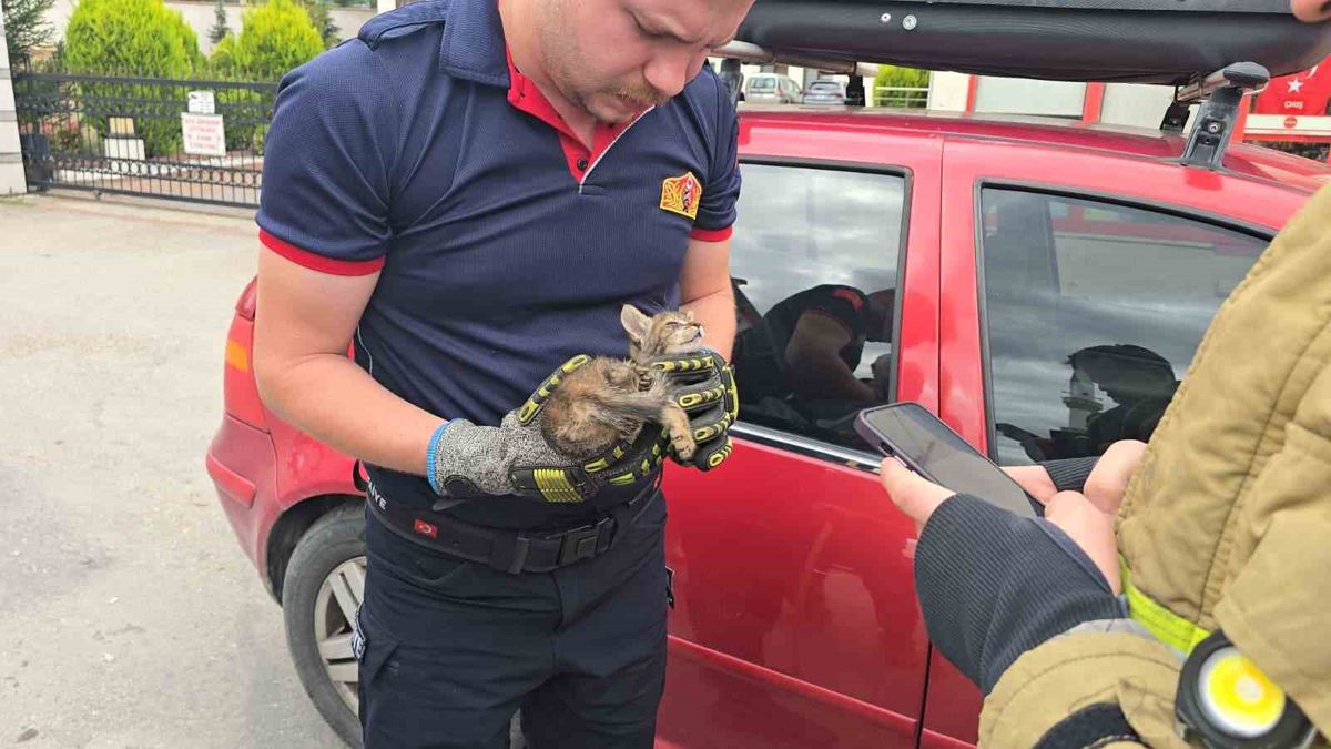 Safranbolu'da otomobil motoruna giren yavru kedi anne sesiyle kurtarıldı