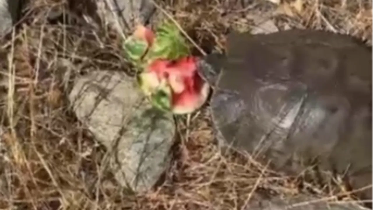 Tunceli'de susamış kaplumbağaya karpuz ikram edildi