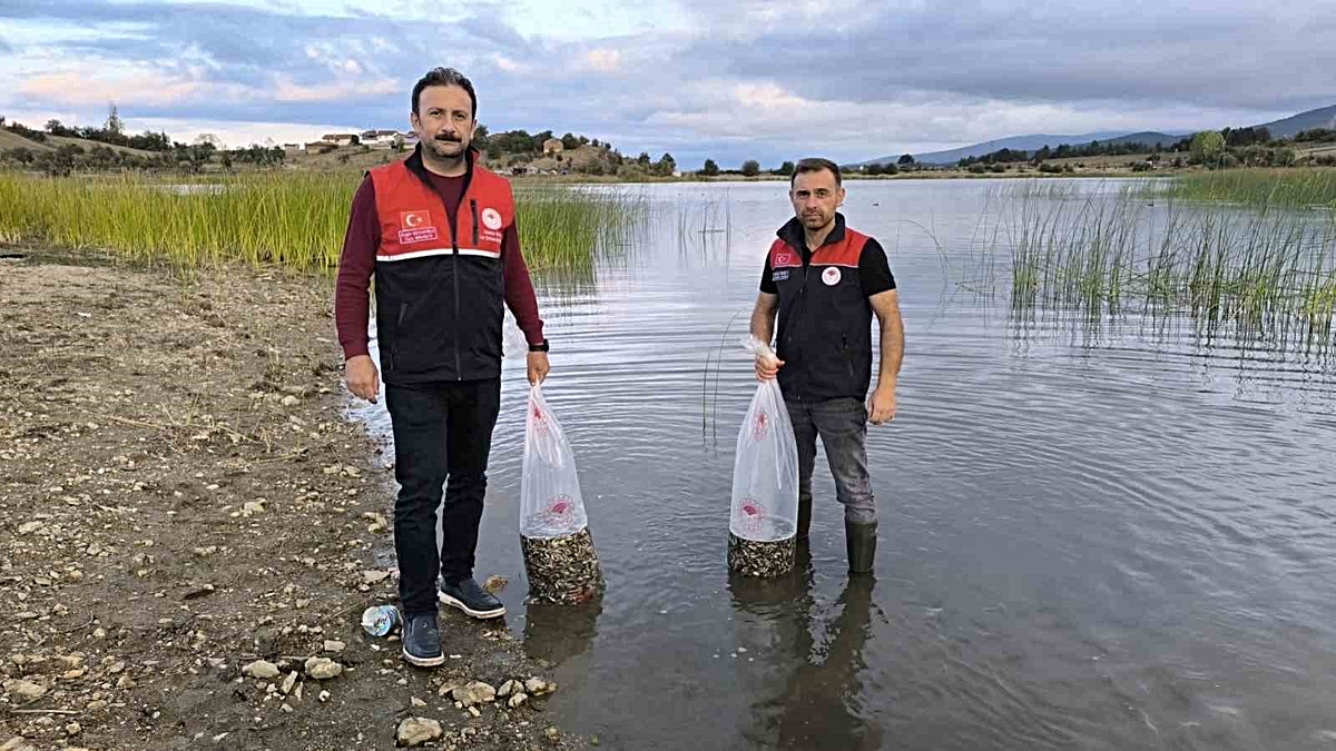 Kastamonu'daki su kaynaklarına 800 bin sazan yavrusu bırakıldı