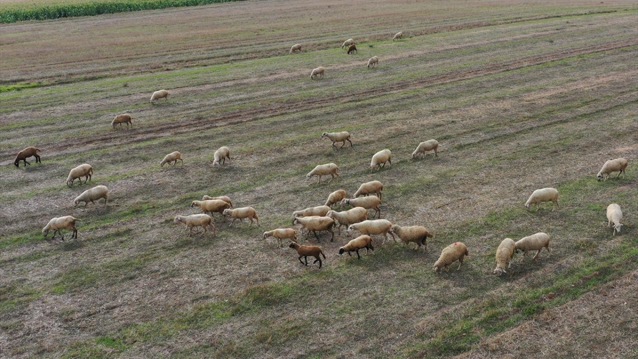 Bergama'da mavi dil hastalığı nedeniyle 15 mahalle karantinaya alındı