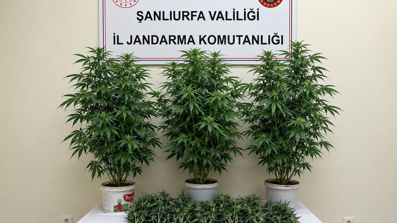 Şanlıurfa'da kenevir operasyonunda 13 kök bitki ele geçirildi