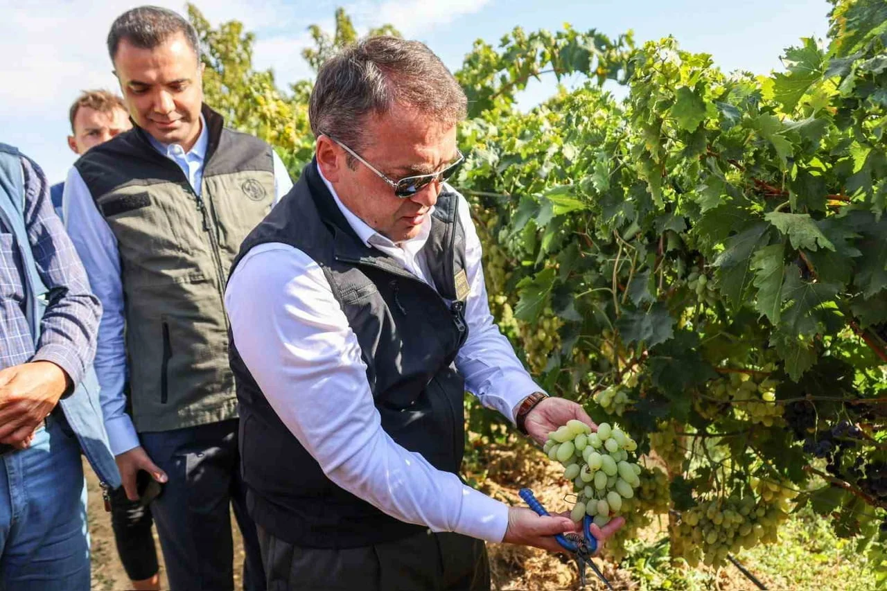 Bilecik'te 10 bin dekar alandaki üzüm bağlarında hasat başladı