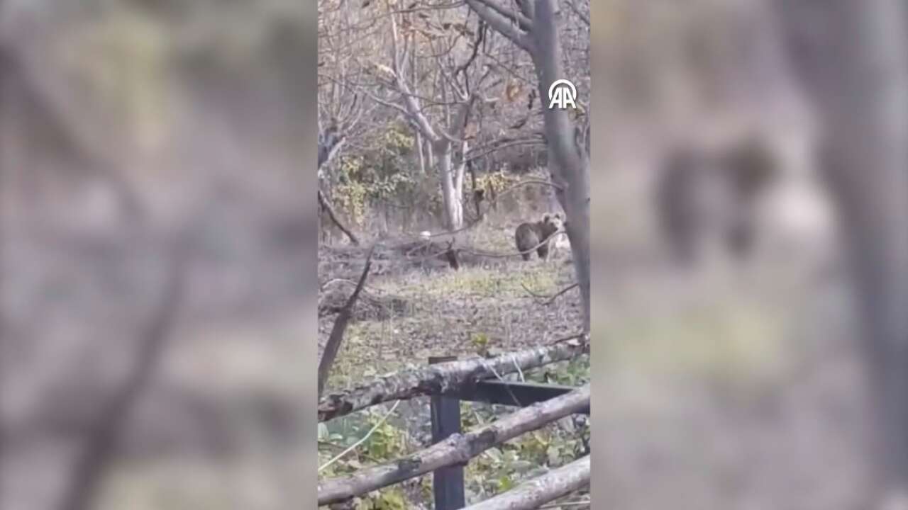 Karabük'te bahçeye giren ayı cep telefonuyla görüntülendi