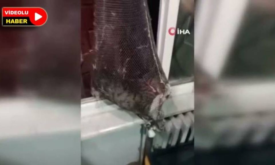 Gelibolu'da apartman boşluğuna mahsur kalan kedi itfaiyece çıkarıldı