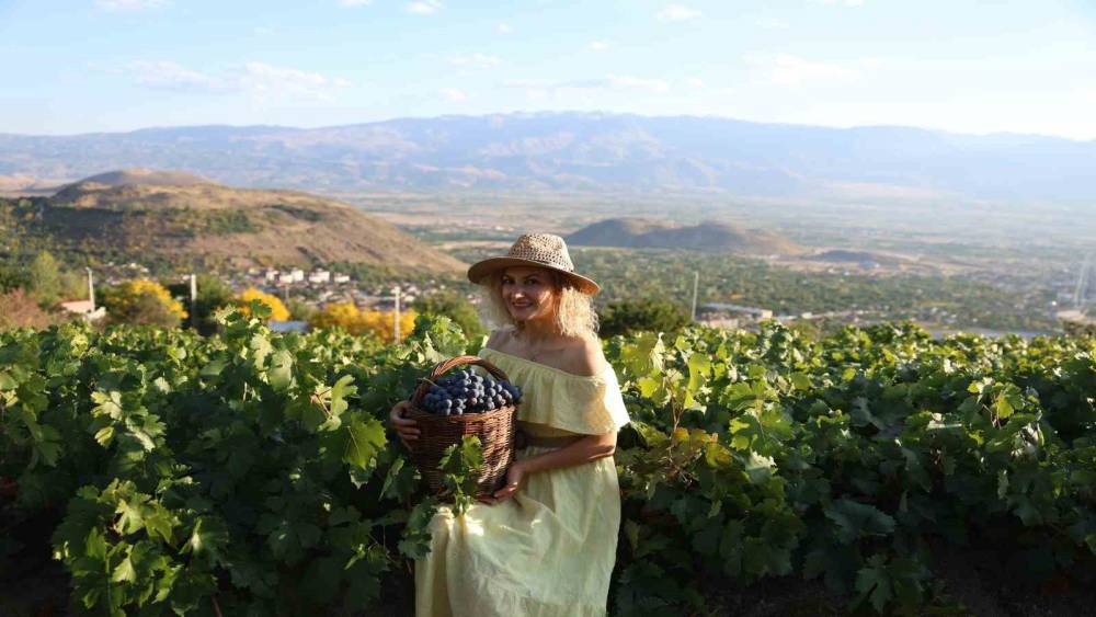 Erzincan'da coğrafi işaretli Cimin üzümü için hasat dönemi yaklaşıyor