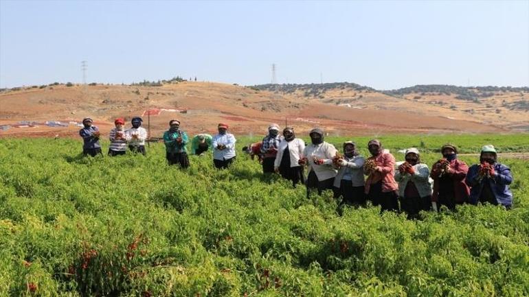 Kilis Biberi 17-18 Ekim tarihlerinde düzenlenecek festivalle tanıtılacak