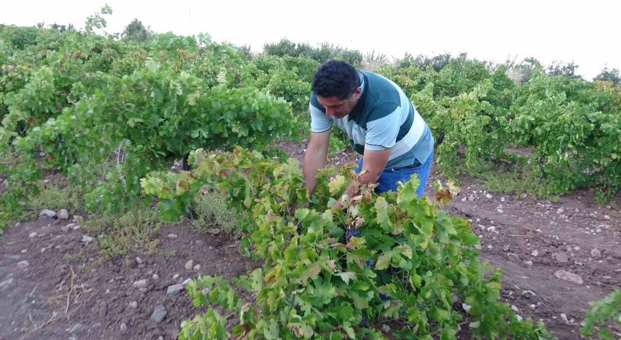 Malatya Hekimhan'da üzüm hasadı yüksek verim ve fiyatlarla tamamlandı