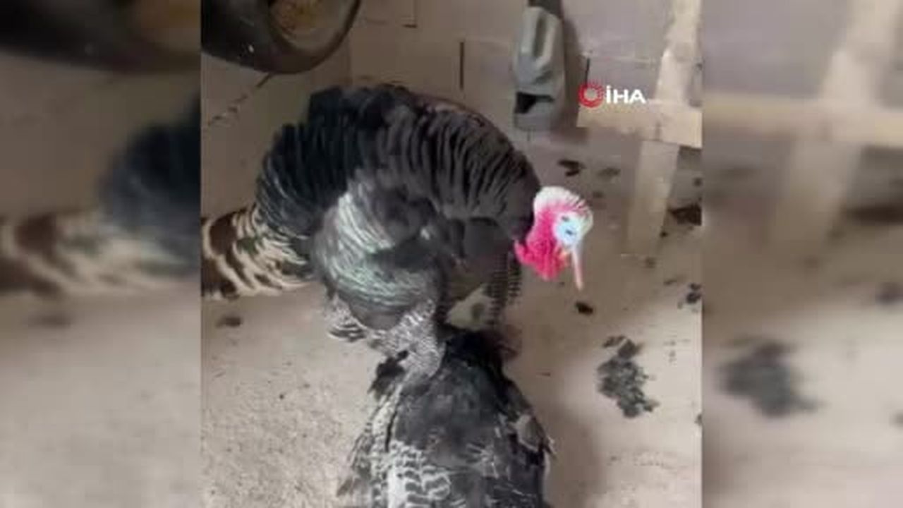 Gaziantep'te erkek hindi, ölen dişi hindiyi uyandırmak için çabaladı