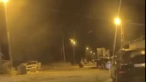 Sinop'un Saraydüzü ilçesinde ayı araçların arasında dolaştı
