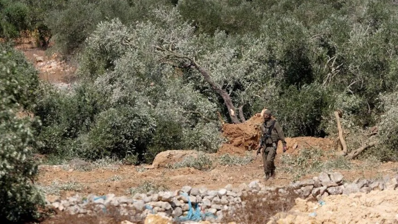 Batı Şeria'da zeytin hasadı yapan Filistinli çiftçilere saldırılar düzenlendi