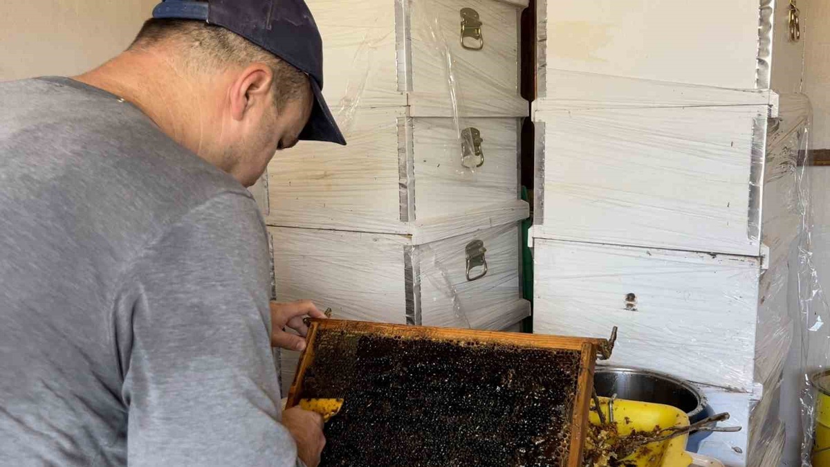 Eskişehir'de arı kovanlarından nadir görülen yeşil renkli bal çıktı