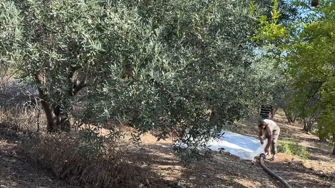 Antalya Serik'te erkenci zeytin hasadı başladı