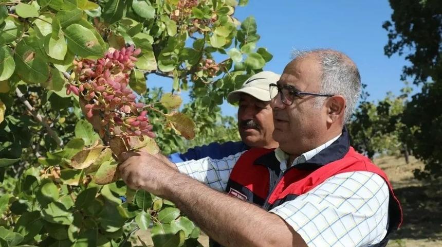 Elazığ'da Antep fıstığı hasat dönemi başladı