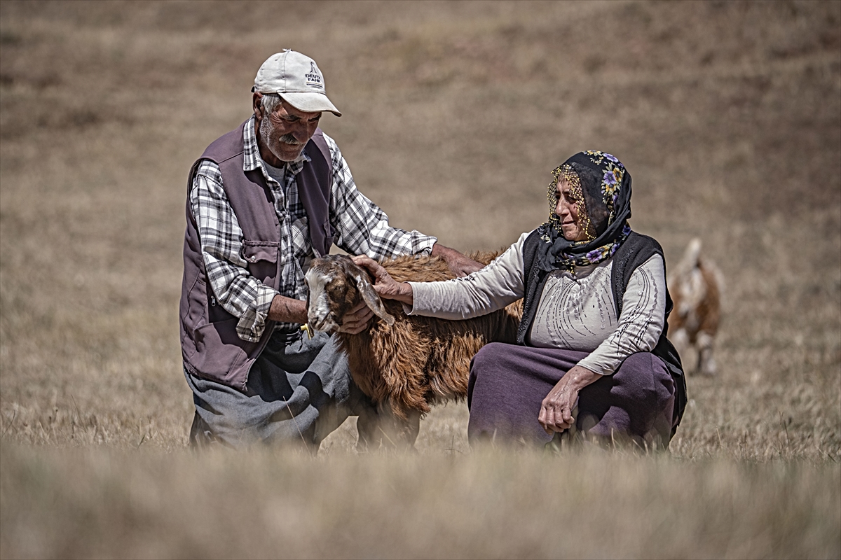 Erzurum'da 50 yıllık evli çift hayvancılıkla geçimini sağlıyor