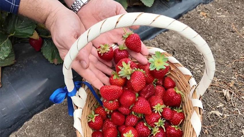 Tekirdağ'da aile işletmelerine yüzde 70 hibe desteği sağlanıyor