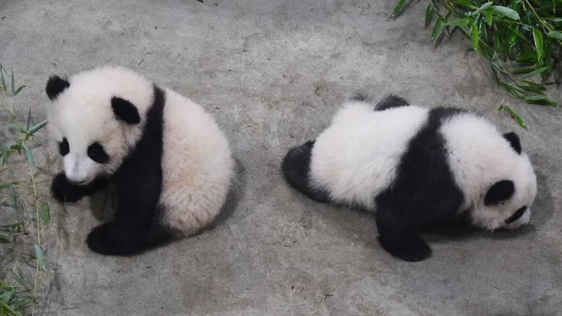 Çin, Atlanta Hayvanat Bahçesi'ne iki panda gönderiyor