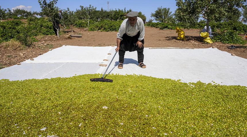 Adıyaman'da tescilli Besni üzümü hasadı başladı