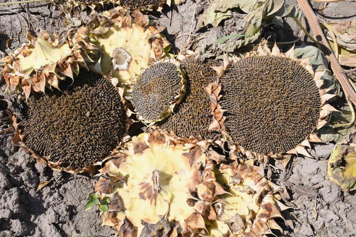 Erzincan Çayırlı'da 20 bin dekarlık ayçiçeği tarlasında hasat başladı