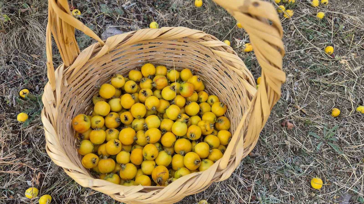Yozgat'ın Sorgun ilçesinde alıç hasadı başladı