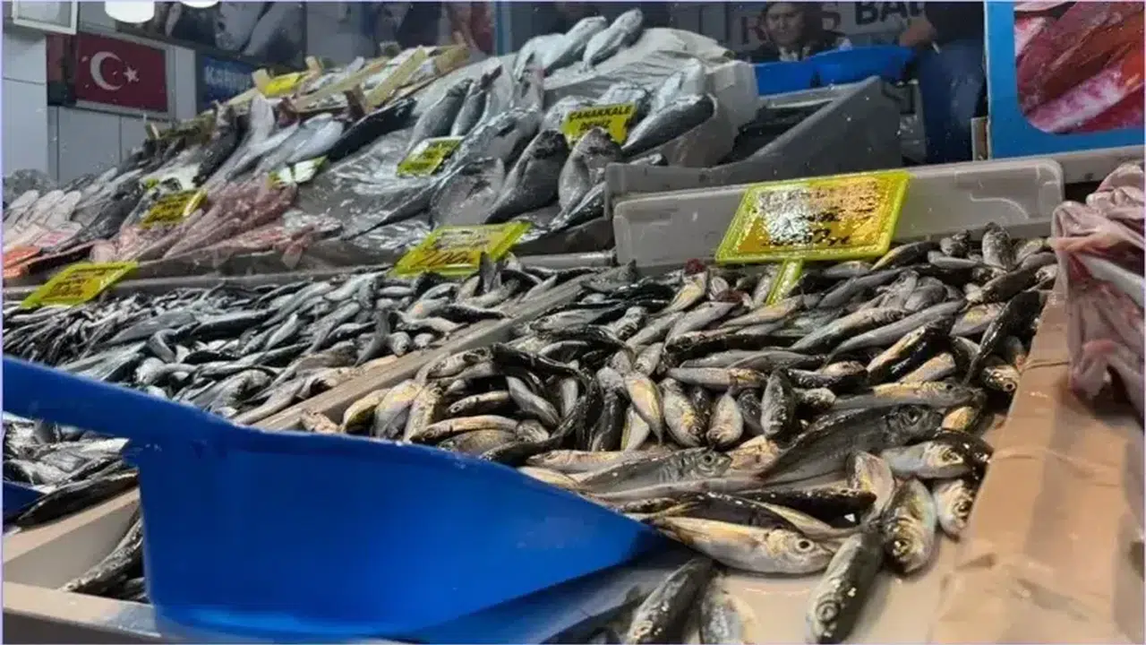 Trabzon'da palamut sezonu hareketli başladı