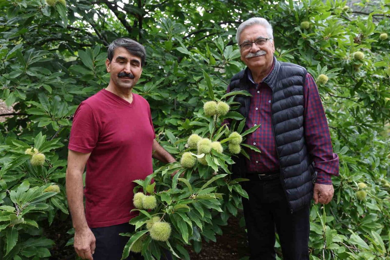 Saimbeyli'de 18 yıllık kestane denemesi bölge çiftçisine alternatif sunuyor