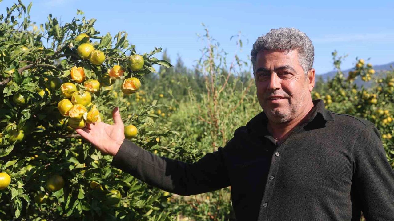 Hatay Arsuz'da dolu yağışı hasat öncesi mandalina bahçelerine zarar verdi