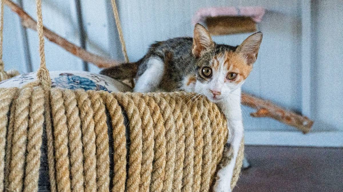 İzmir'de özel gereksinimli kediler için Engelli Kedi Evi açıldı
