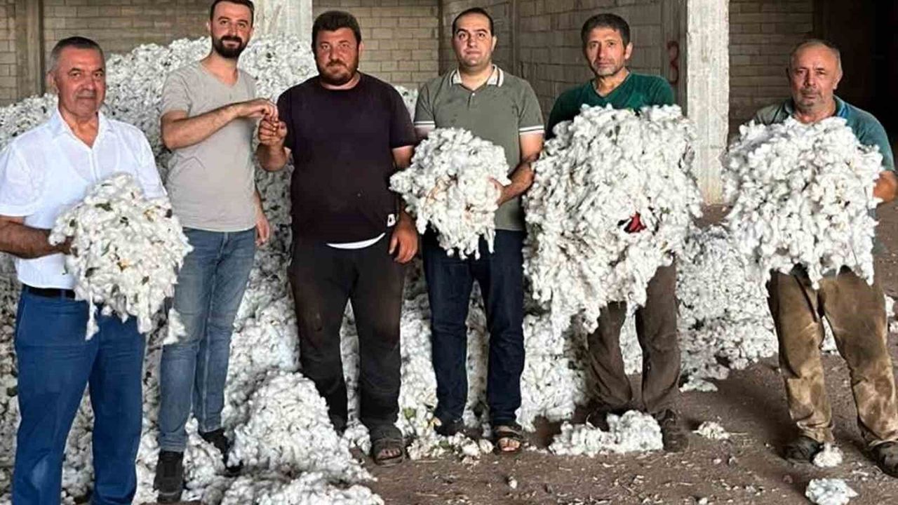 Gaziantep Araban'da pamuk hasadı başladı