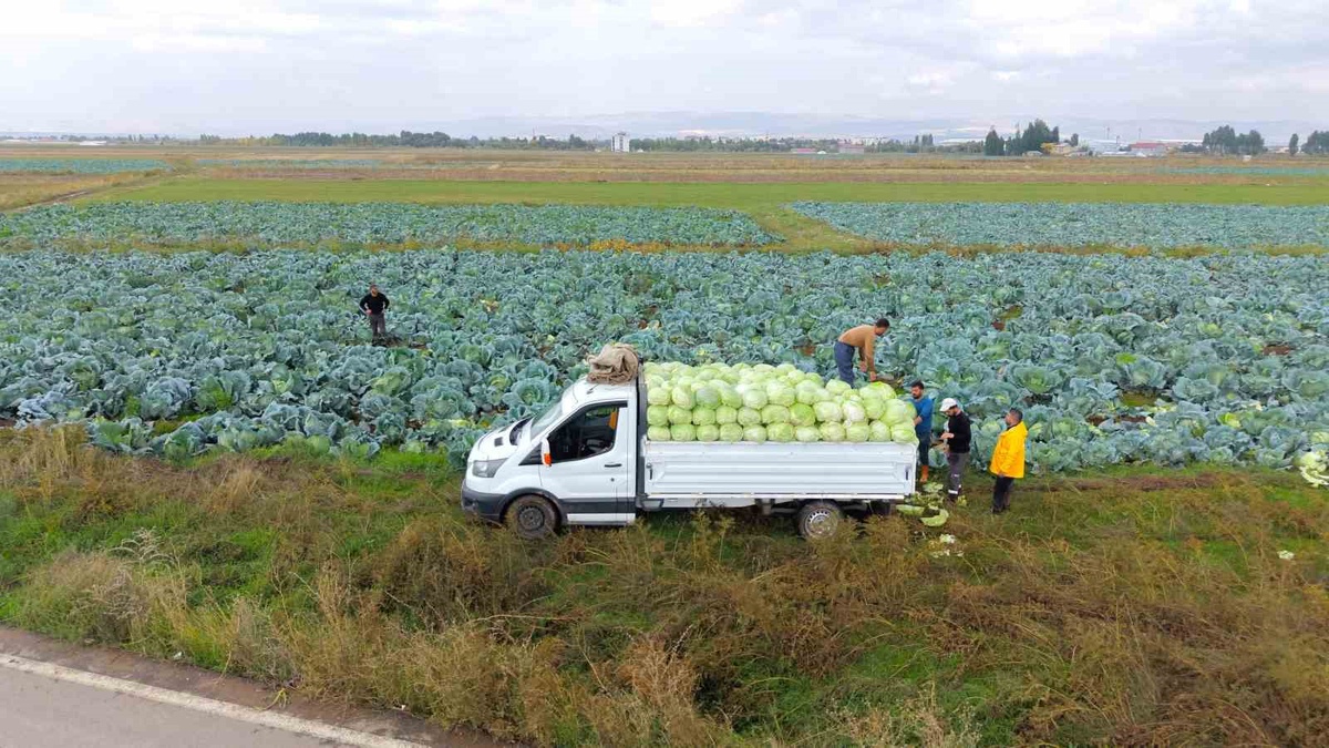 Muş Ovası'nda lahana hasadı ile ekonomiye 165 milyon lira kazanç hedefleniyor