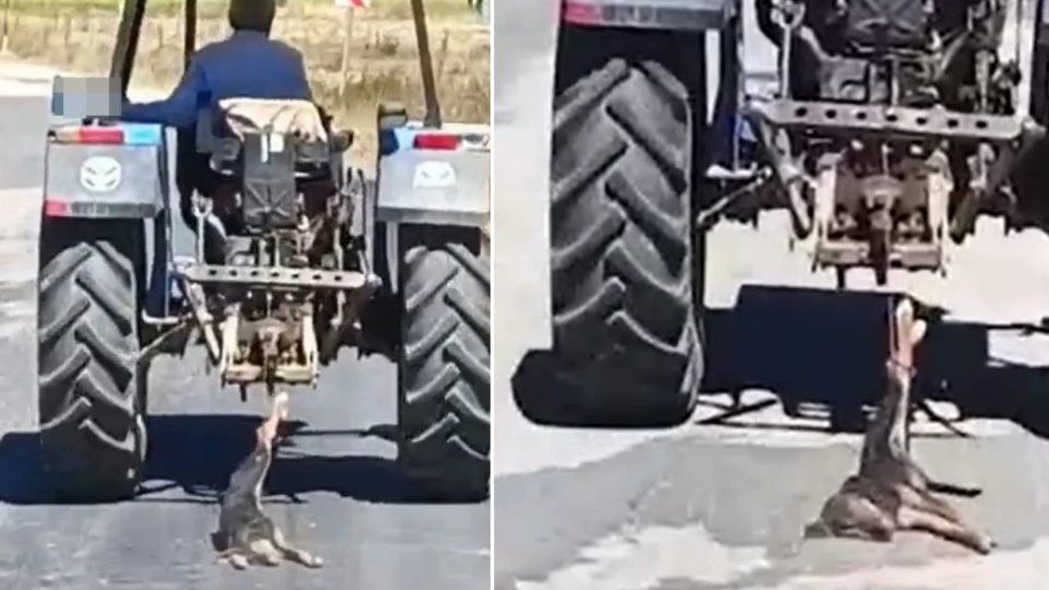 Kahramanmaraş'ta bir köpeğin traktör arkasında sürüklendiği anlar kaydedildi