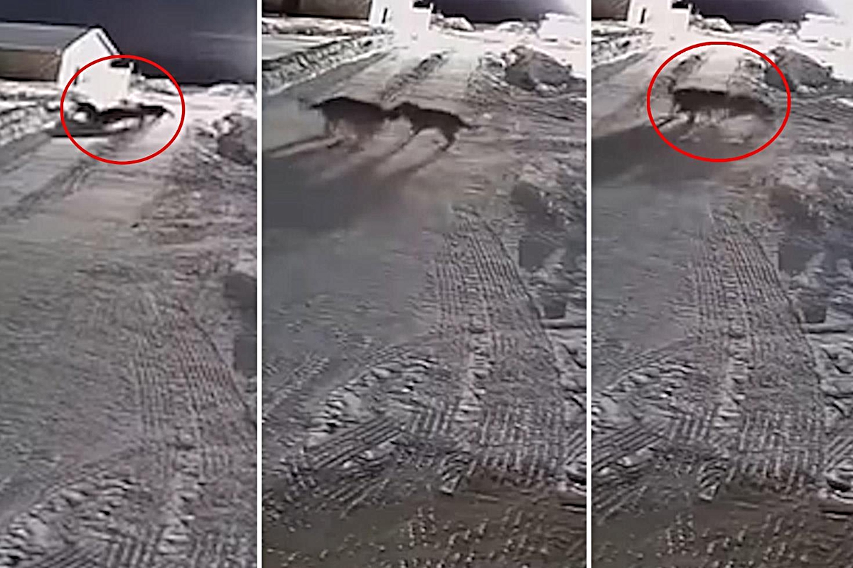 Çiftlik bahçesindeki köpeğe kurt sürüsü saldırdı