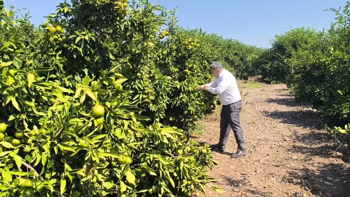 Hataylı narenciye üreticileri mandalina maliyet zincirini açıkladı