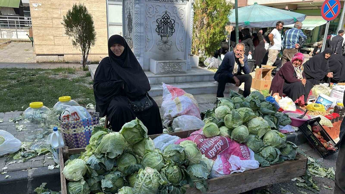 Giresun Alucra'da yöreye özgü kelem hasadı başladı