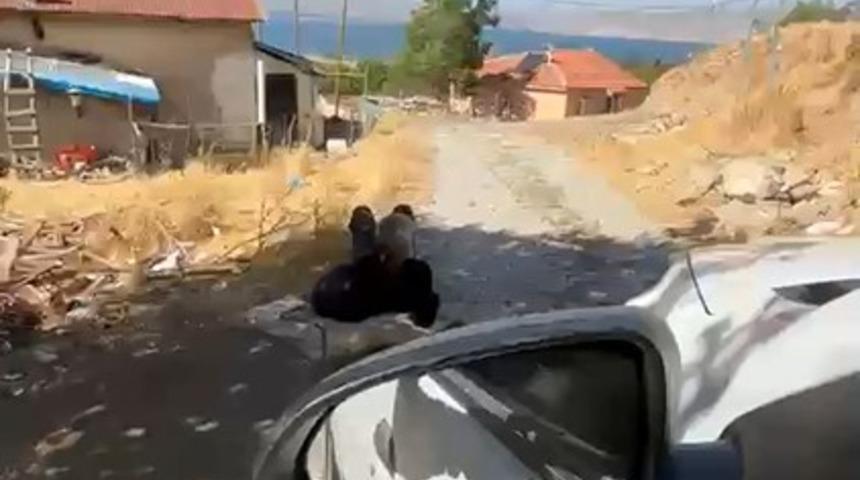 Elazığ'da yaşlı bir adam elinden zincirle ağaca bağlanmış halde bulundu