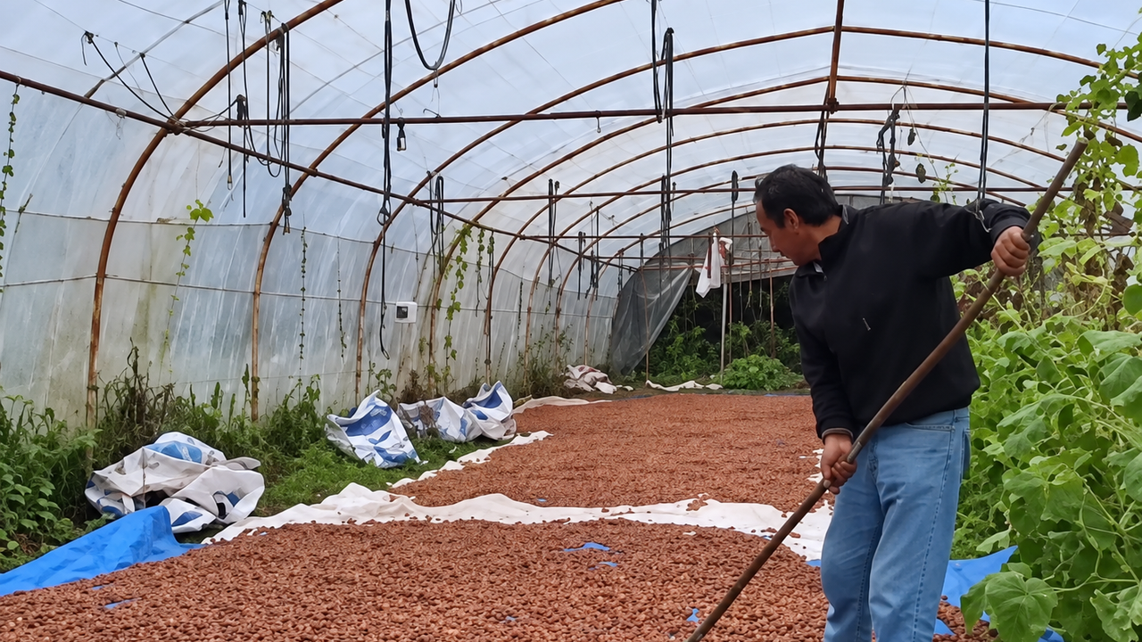 Ordu'da yağış engelini aşan üretici fındıklarını serada kurutuyor