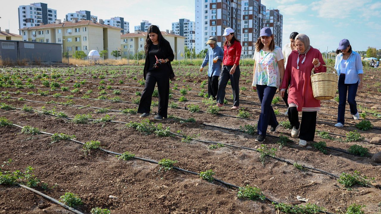 Diyarbakır'da kadınların kurduğu kent bostanlarında hasat başladı