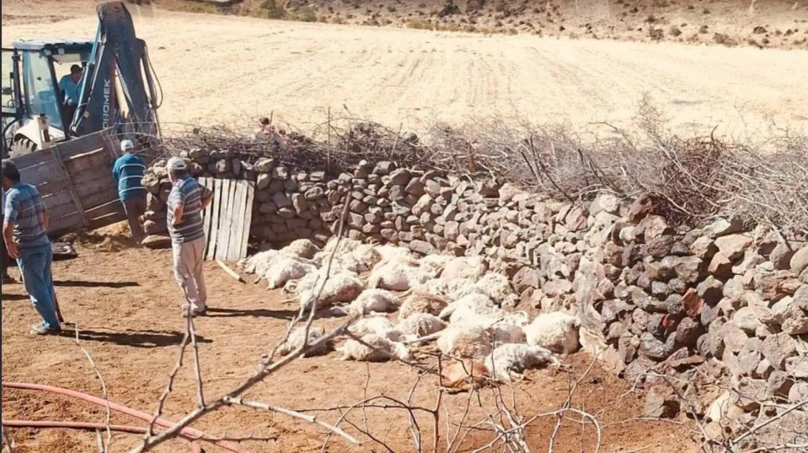 Ankara'nın Güdül ilçesinde ağıl yangınında çok sayıda küçükbaş telef oldu