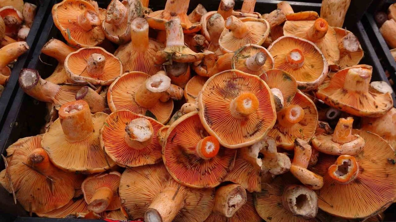 Kastamonu'da son bir haftada 40'tan fazla kişi mantar zehirlenmesiyle hastaneye başvurdu