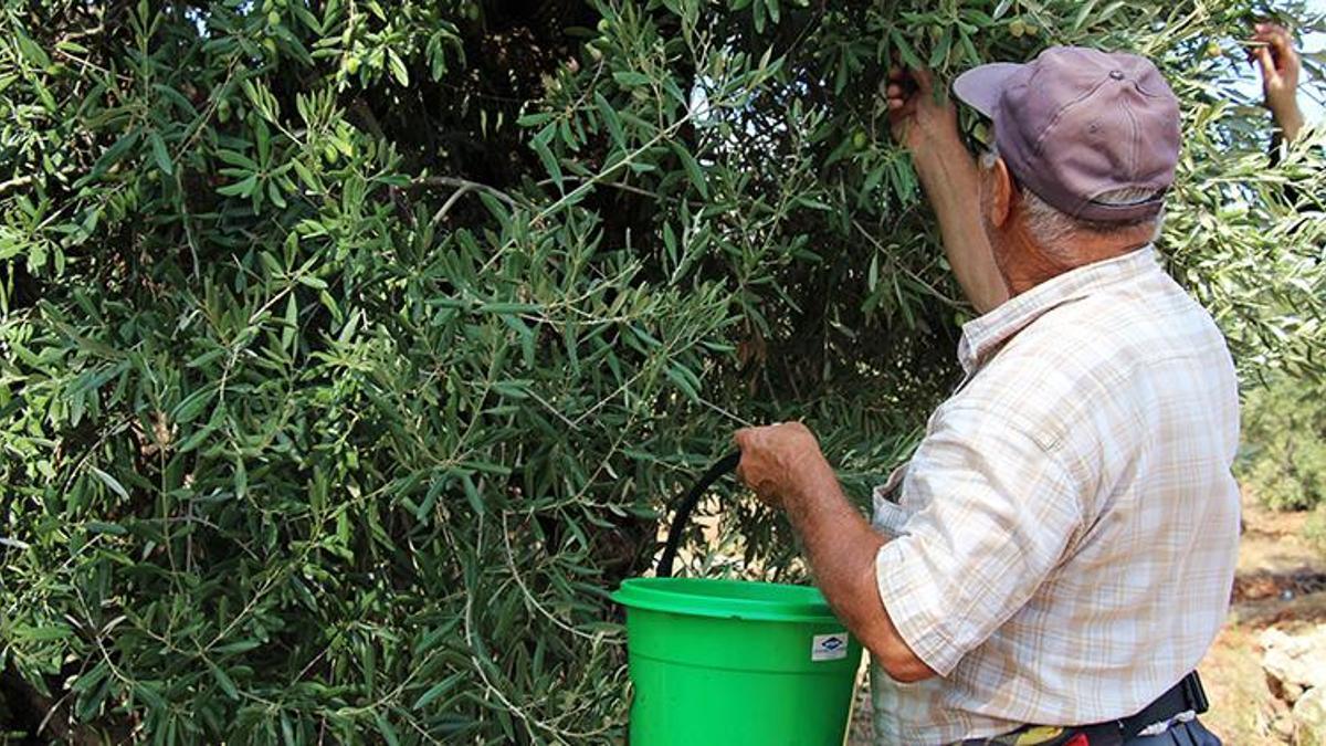 Didim'de zeytin üreticilerine zeytin sineği zararlısına karşı uyarı