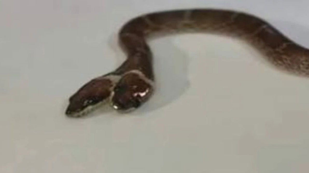Hindistan'da iki başlı ve dört gözlü nadir bir yılan görüldü