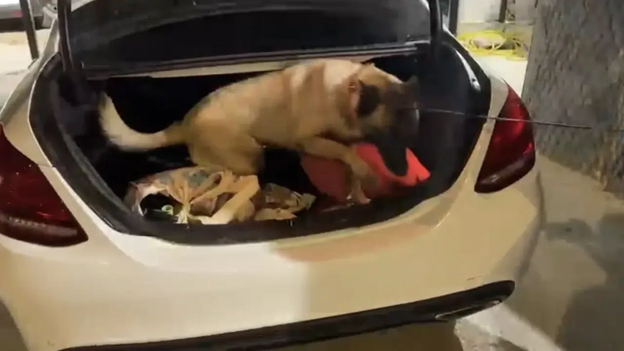 Samsun'da narkotik köpeği Şila valizdeki metamfetamini tespit etti